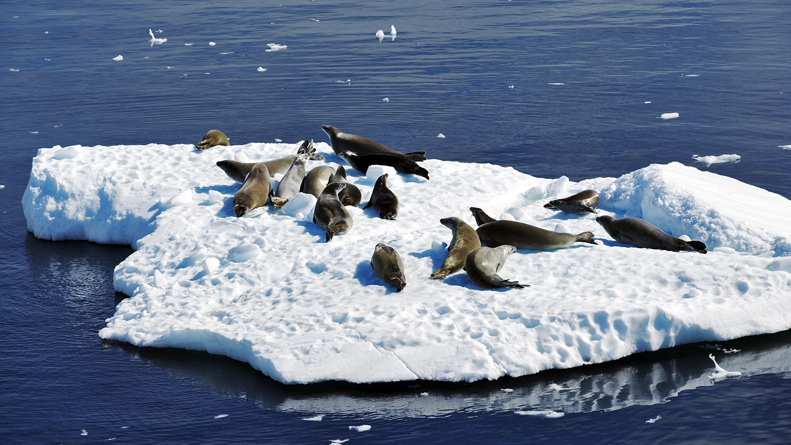Численность тюленей в Антарктике сокращается из-за таяния морского льда