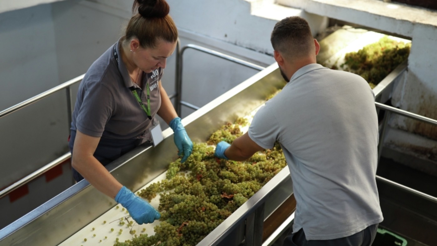 Топ-100 российского виноделия: от печали до радости - похожая новость на Toplenta