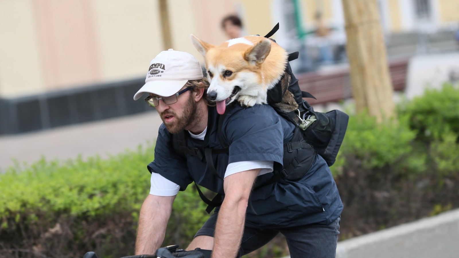 В пяти музеях Москвы появятся специальные зоны для питомцев