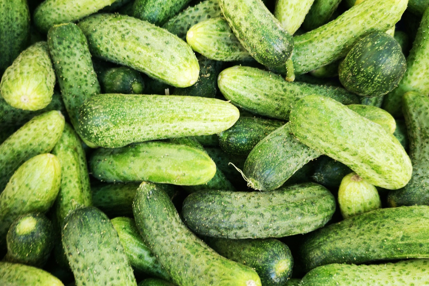 Огурцы подорожали на 1,8%