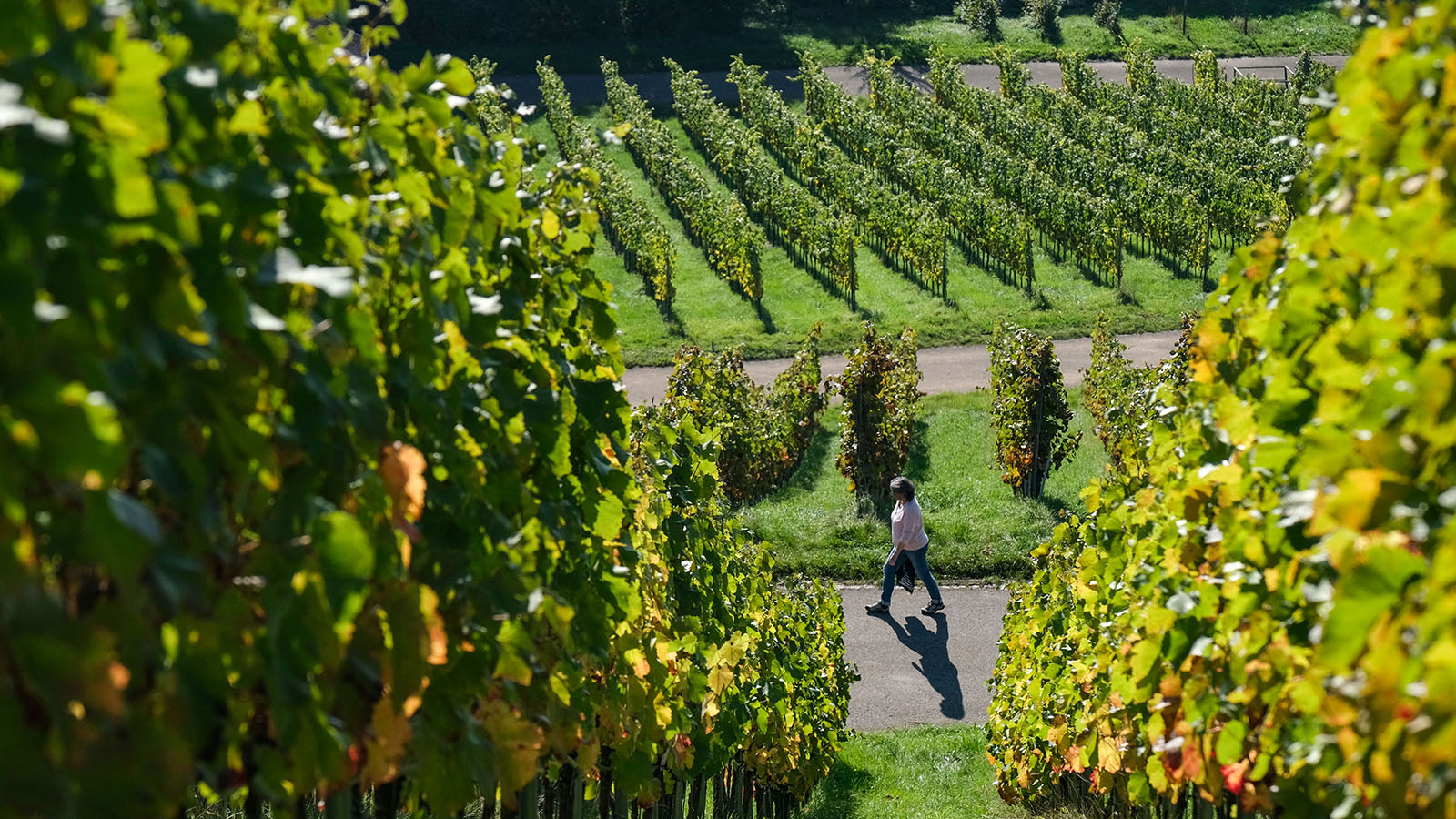 Европарламент усилит поддержку продвижения европейских вин на экспортных рынках