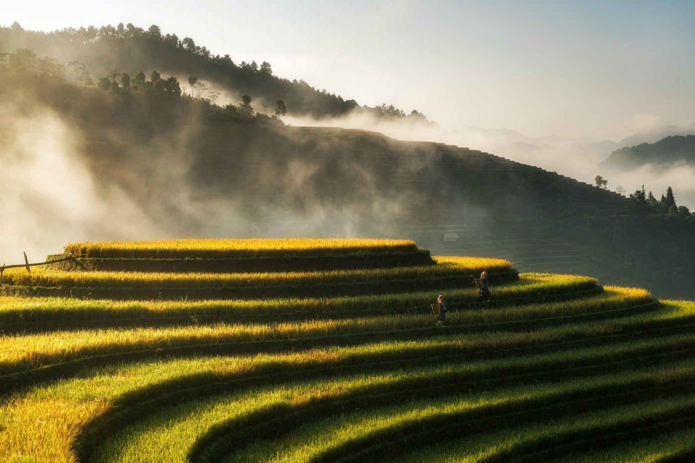 Вьетнам: пример того, как спрос создает предложение
