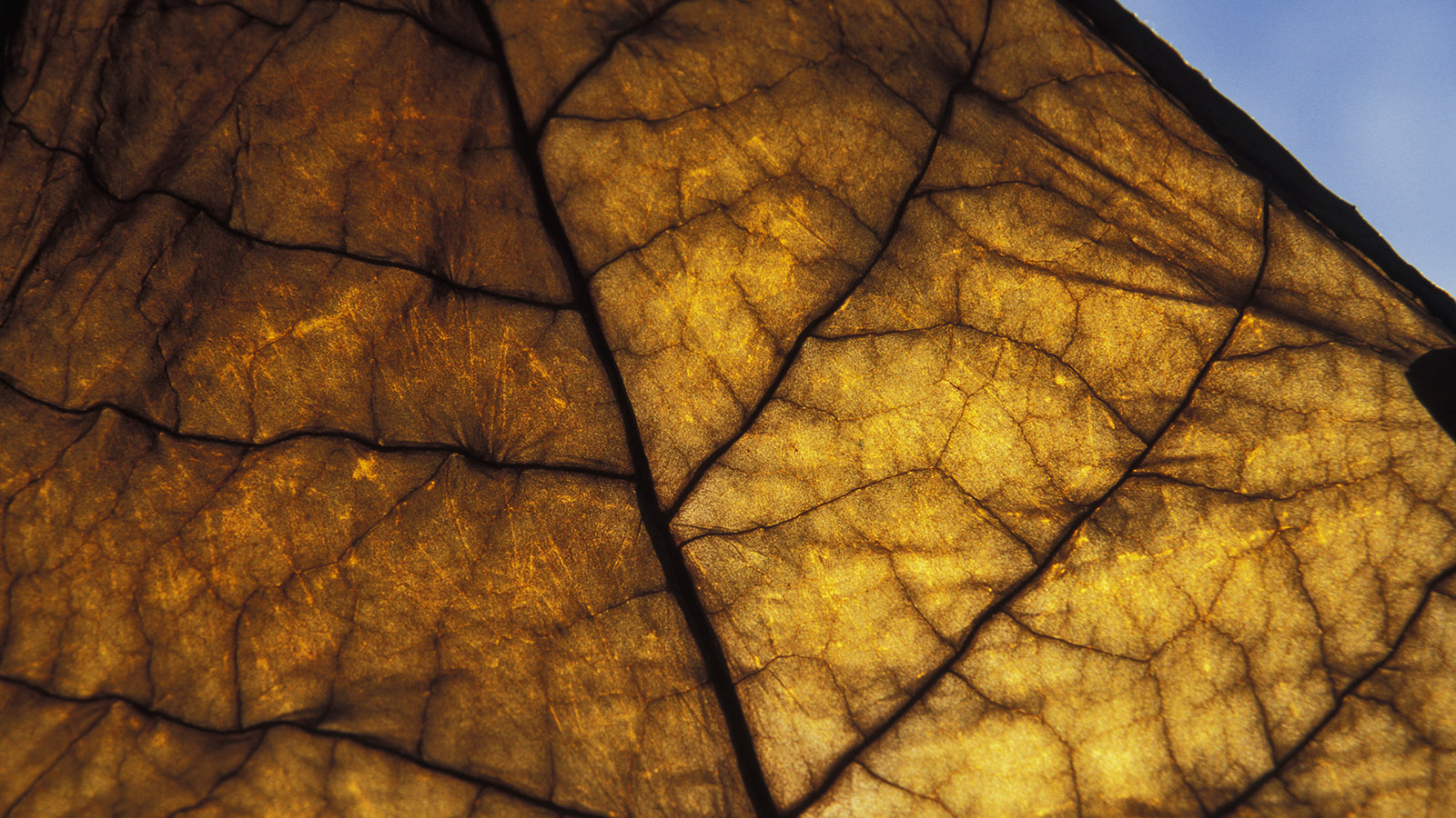 Бизнес предупредил о риске остановки производства некурительного табака в России