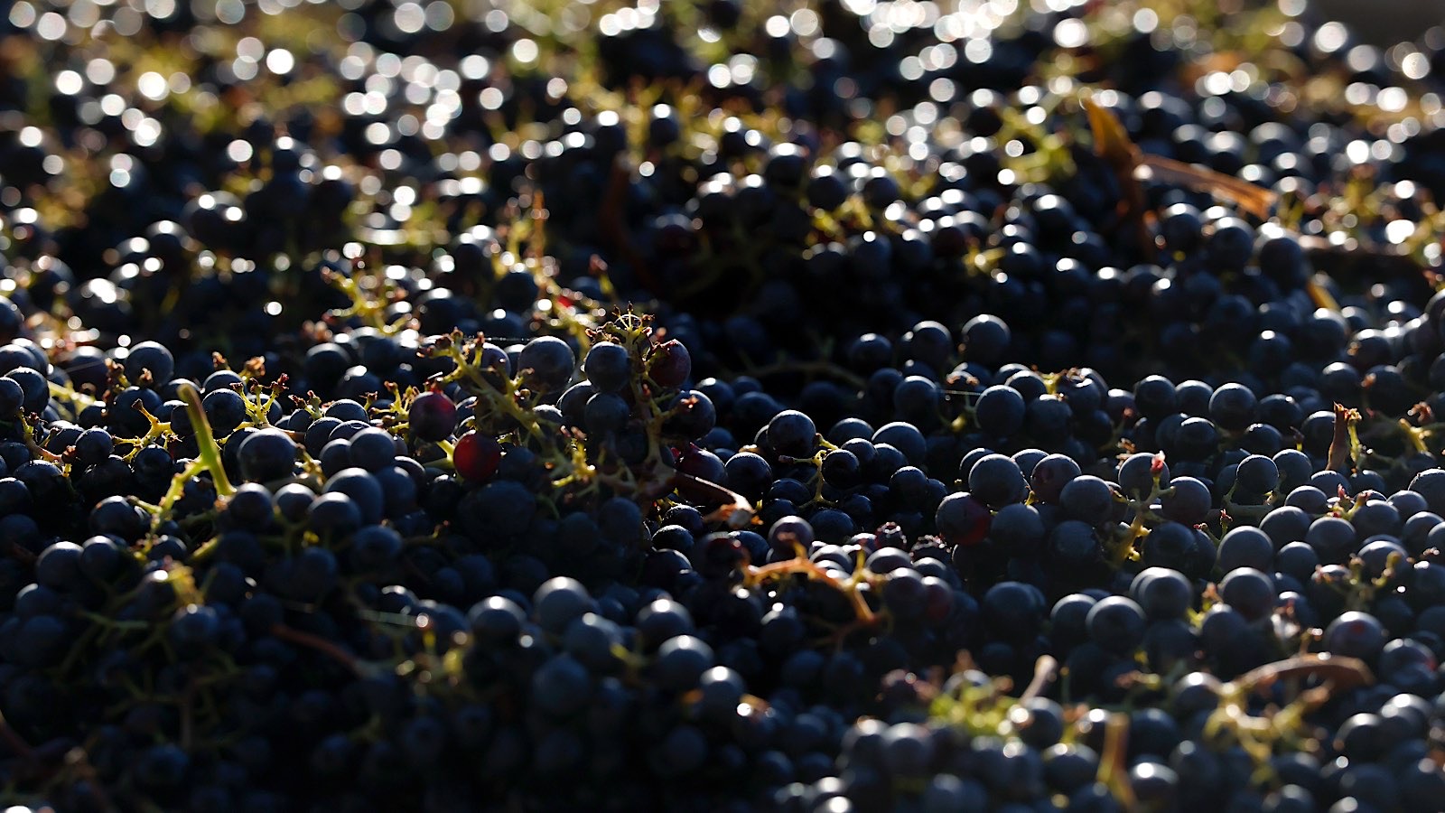 Каберне совиньон до сих пор сохраняет молекулярные следы своего происхождения