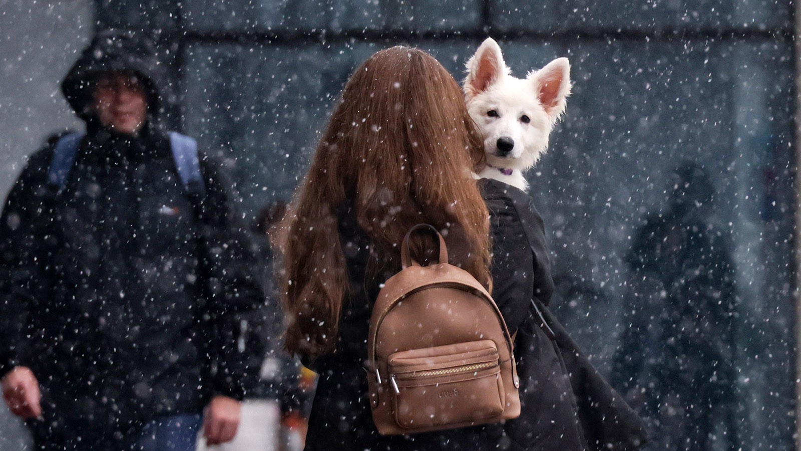 Правительство поддержало проект об обязательном учете домашних животных