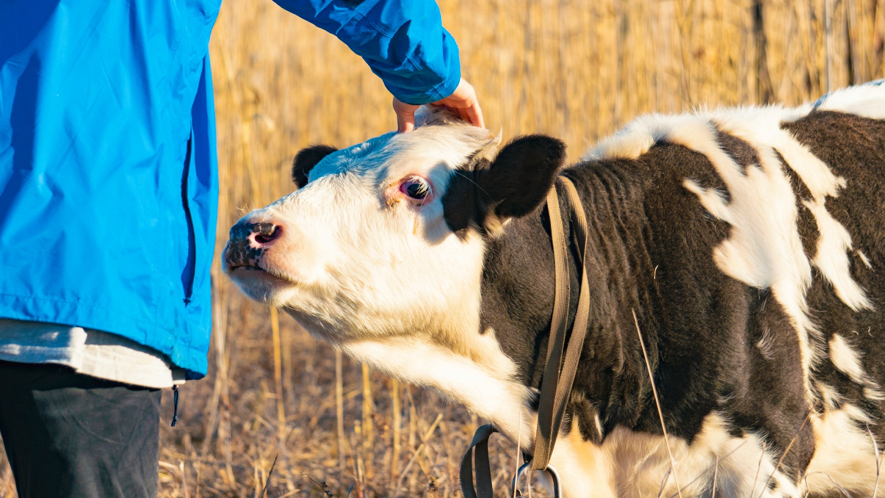 Буду стоять до конца: фермеры в России протестуют из-за массового уничтожения скота