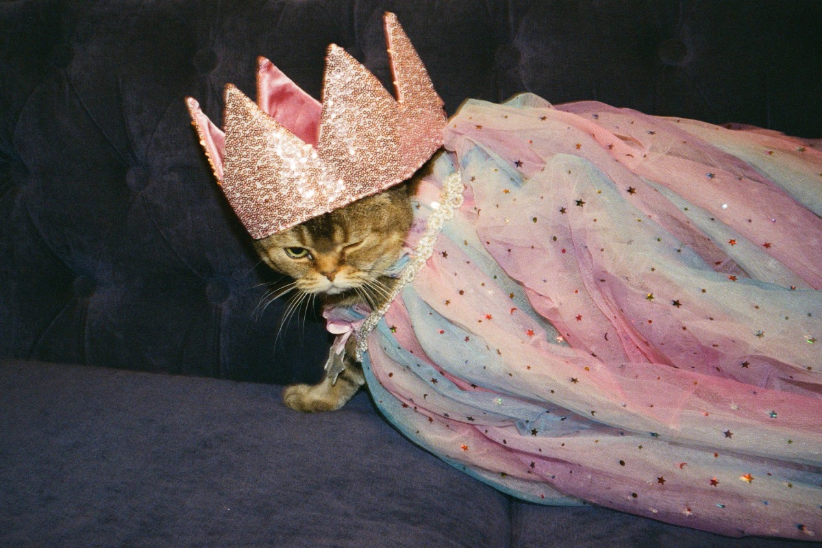 «Выставка кошек» в галерее Set Project