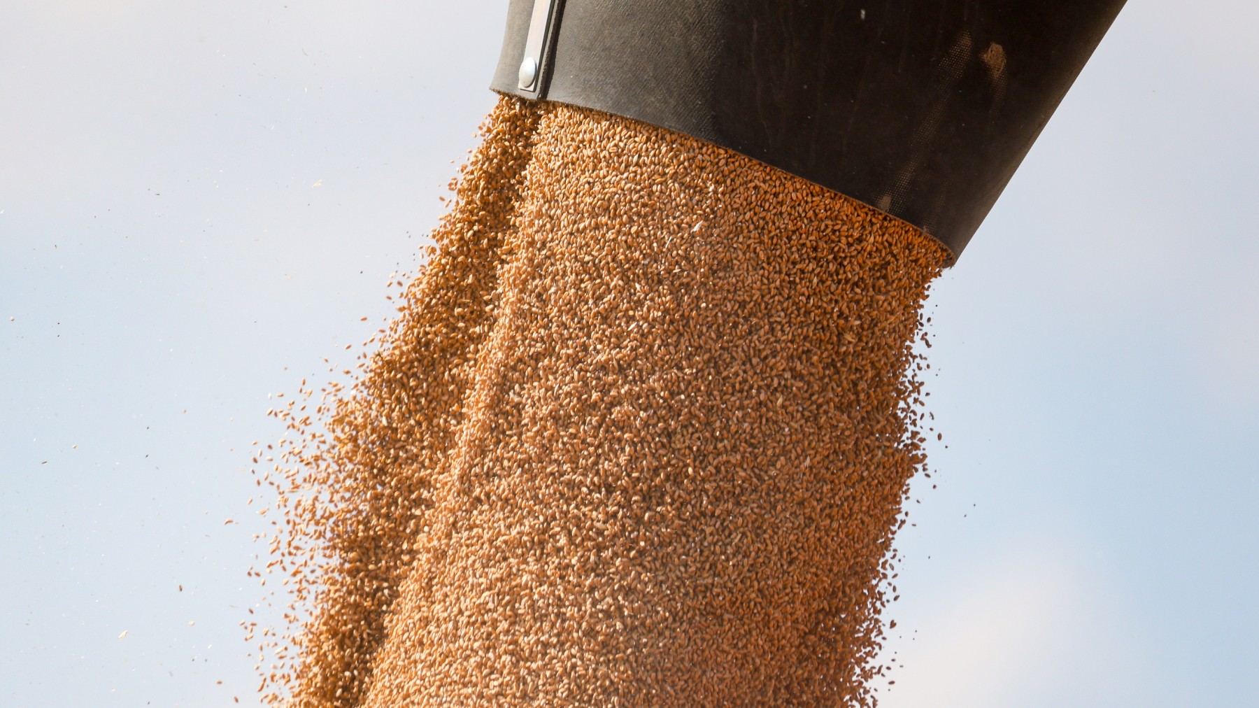 С надеждой на чужой неурожай: сколько зерна получит Россия в 2026 году