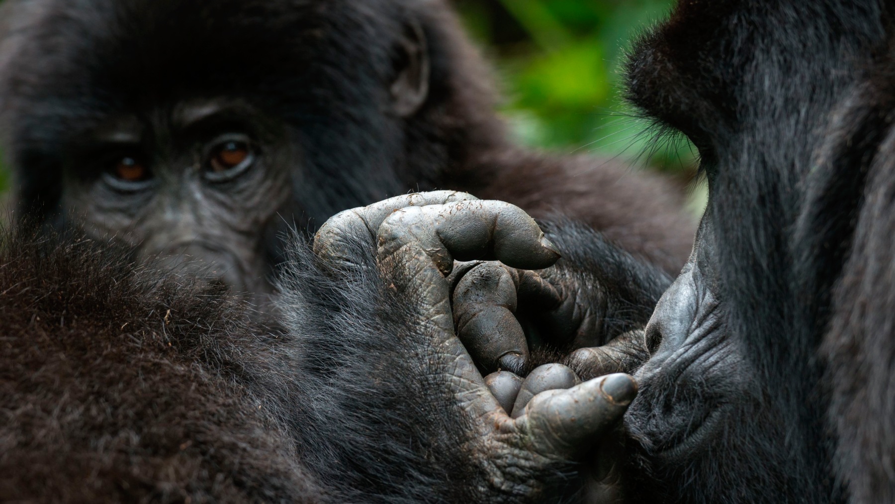 Лесной интернет: как дикие животные предупреждают и обманывают друг друга