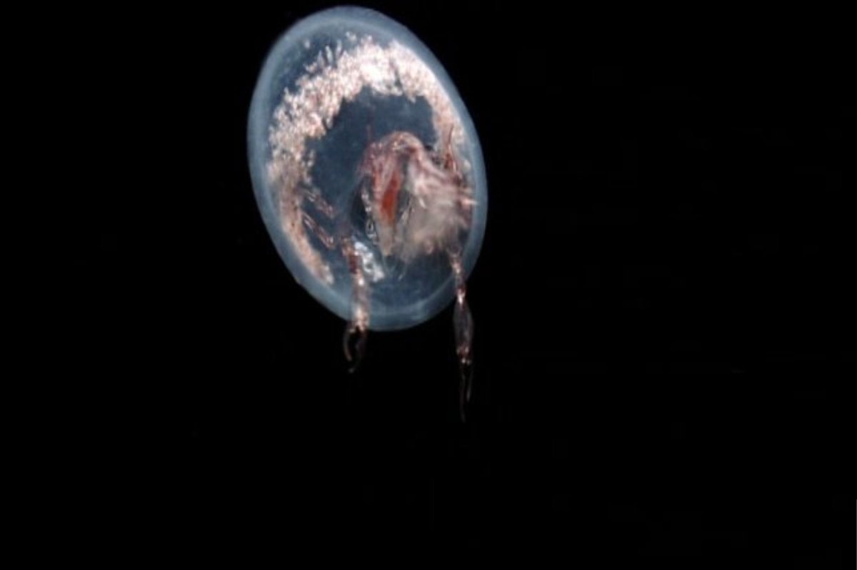 «Голубая планета» (The Blue Planet), 2001 год