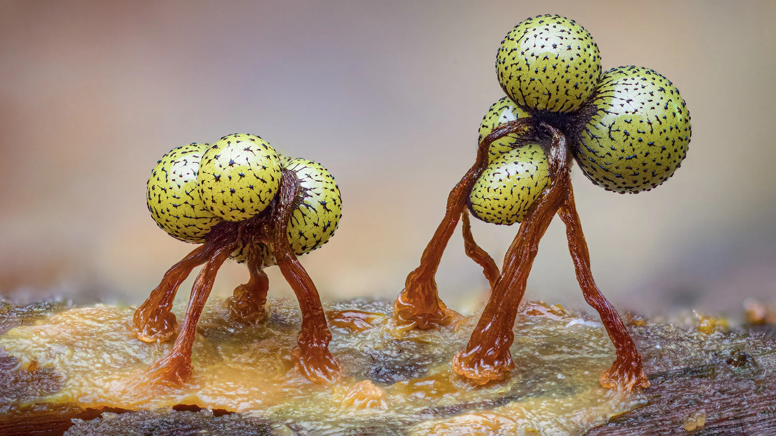 Фото Kutub Uddin / Wildlife Photographer of the Year