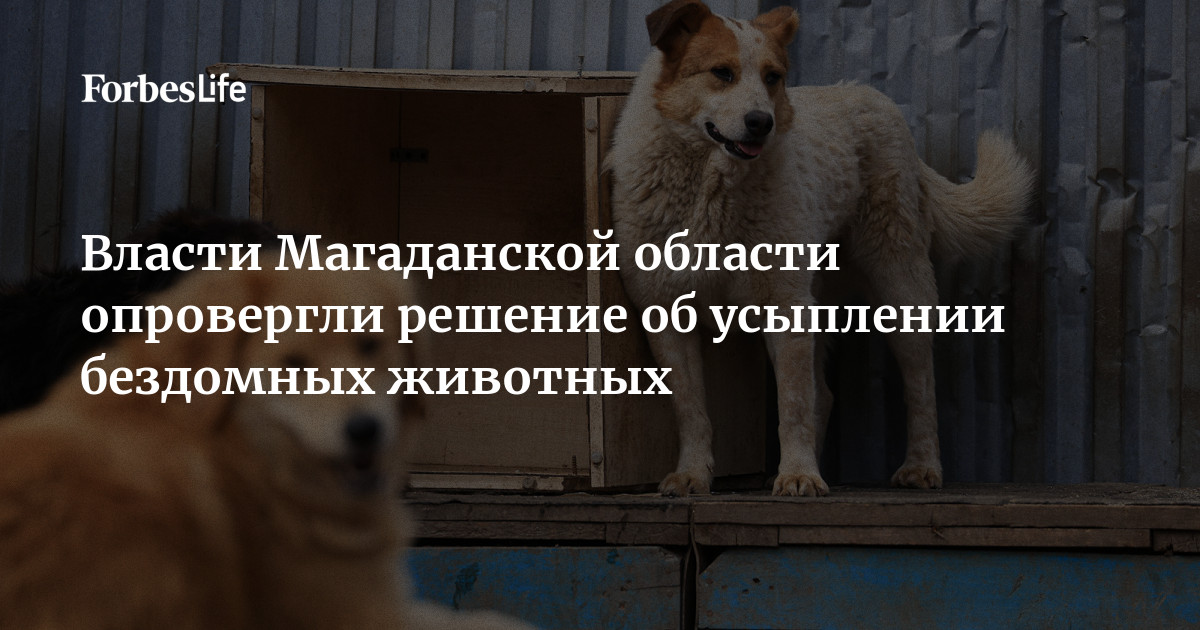 Качество жизни собаки