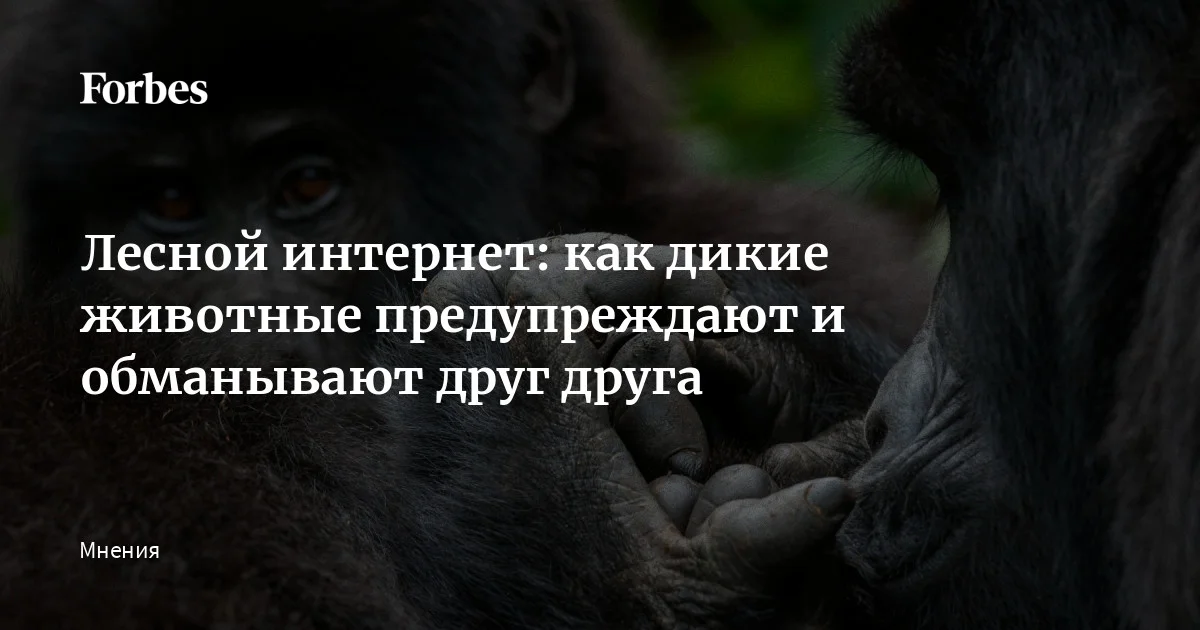 Пока «альтруисты» предупреждают лес об опасности, которую заметил кто-то другой, «мошенники» используют сигналы тревоги, чтобы завладеть чужой пищей. Научный обозреватель