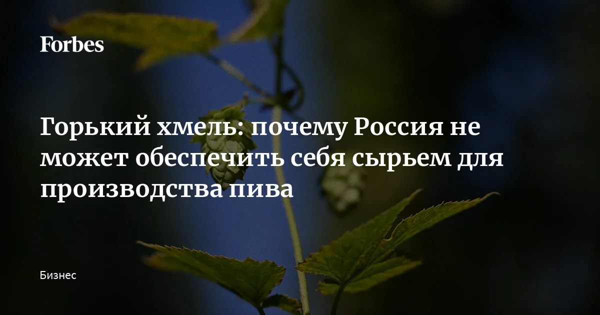 Заменить хотя бы половину немецкого и американского хмеля российский Минсельхоз планирует уже к 2030 году. Задача непростая: сейчас российские пивовары на 93% завис