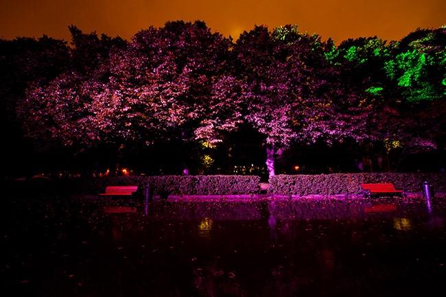 Освещение главной аллеи Парка Горького на оборудовании Philips Color Kinetics