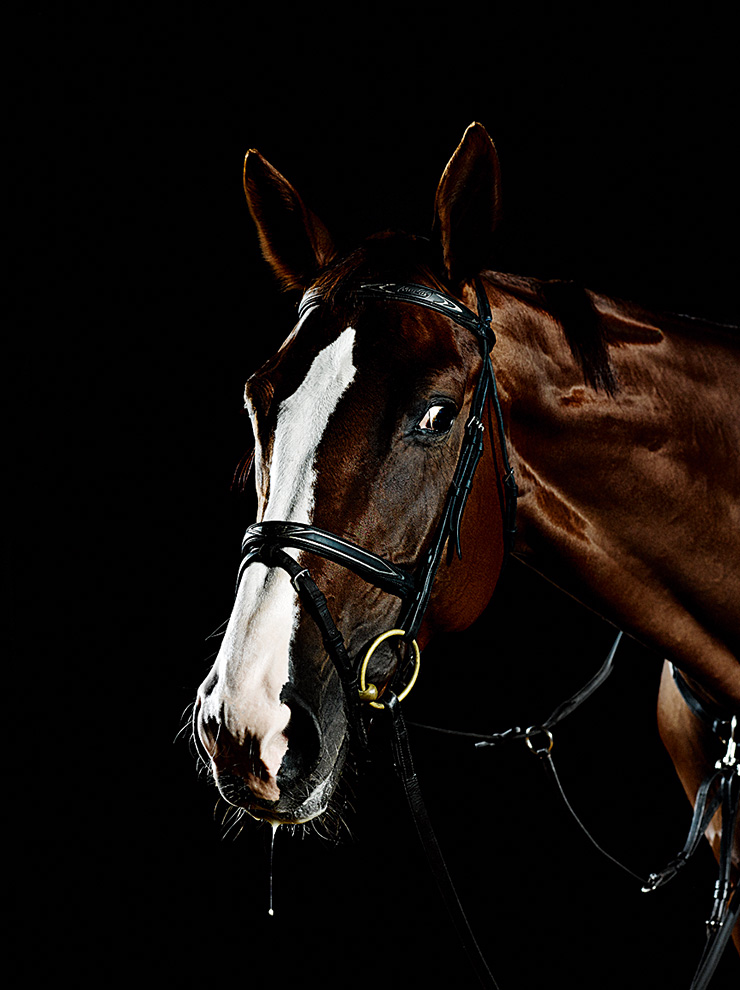 В кадр попала Рэйчел — самая молодая и фотогеничная из шести лошадей Шумского